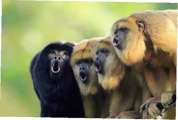 howler-monkey-facts