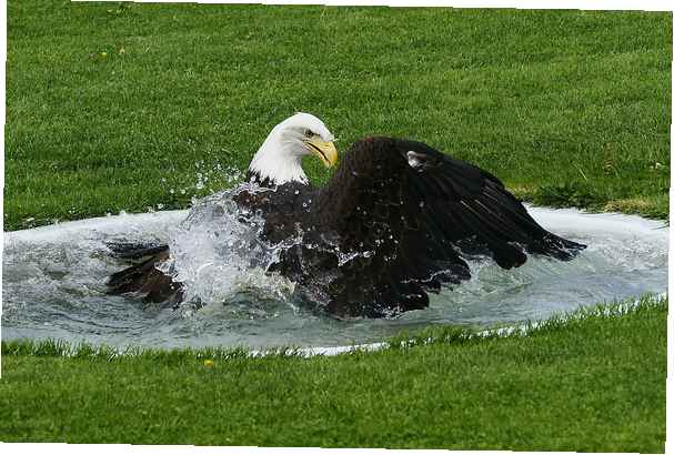 Fascinerende Bald Eagle Feiten Wetenschap Mahnazmezon Is Een Van De Grootste Leermiddelen Op Het Hele Internet