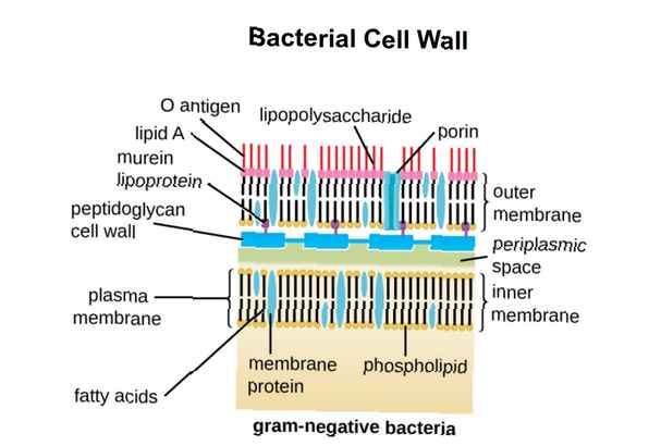 Gram Positive Vs Gram Negative Bacteria Vitenskap Mahnazmezon Er En Av De Storste Utdanningsressursene Pa Hele Internett